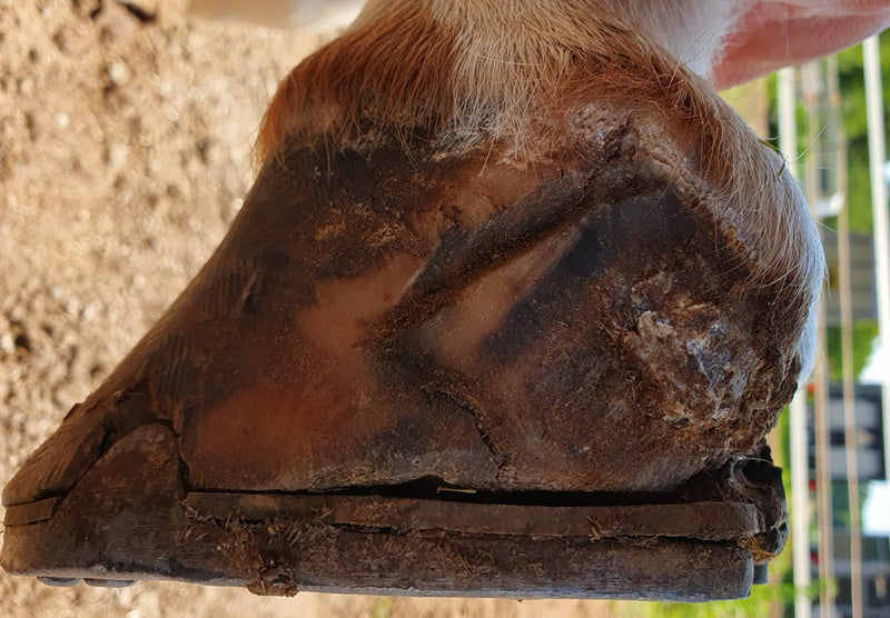 Seitliche Ansicht eines Pferdehufs mit deutlicher Hornspalte, beschädigter Hufwand und unregelmäßigem Hornwachstum.