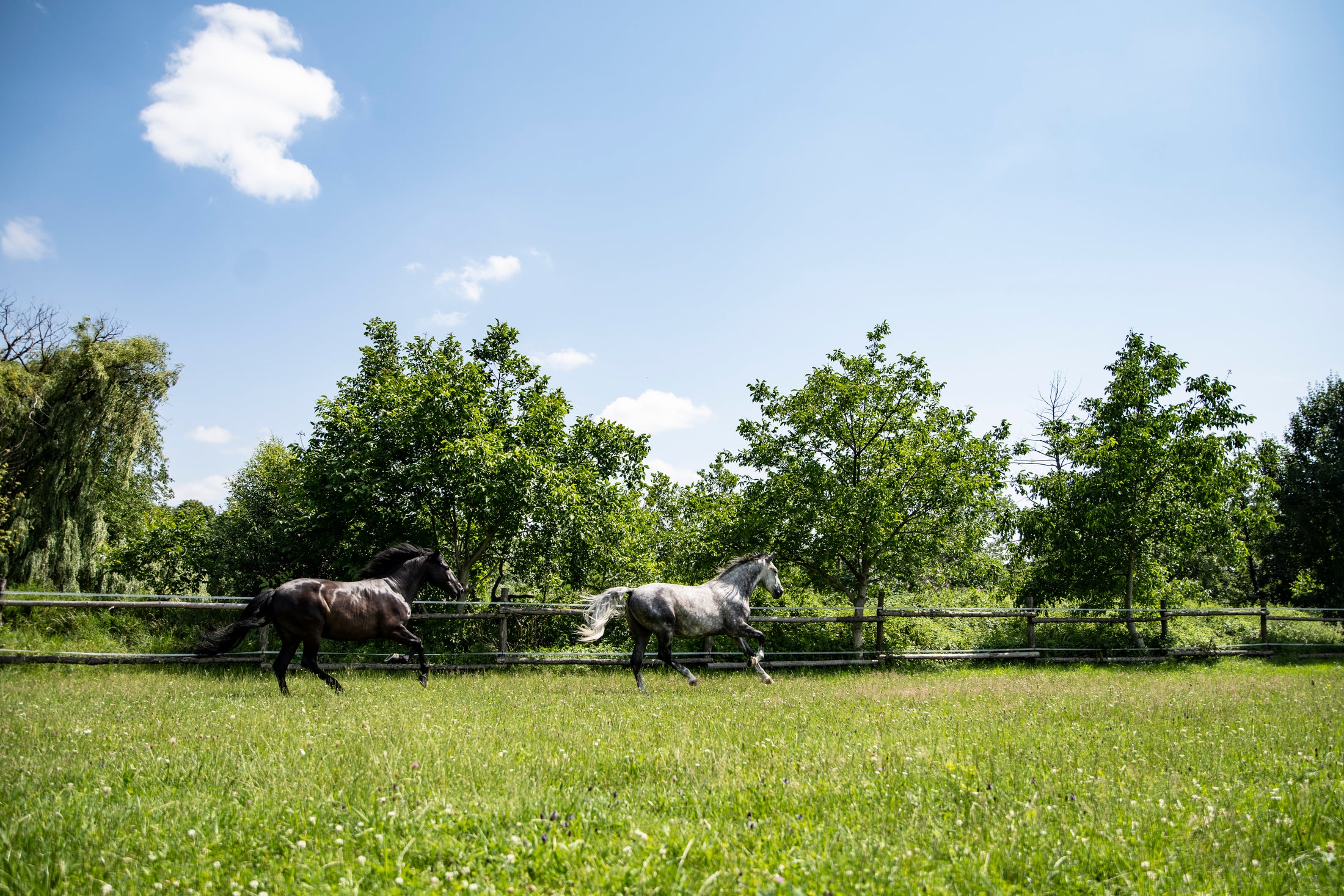 Proper Hoof Care: How to Optimize Hoof Oil Application
